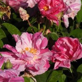 Rosa Mundi Gallica Rose (Rosa gallica Versicolor) 2